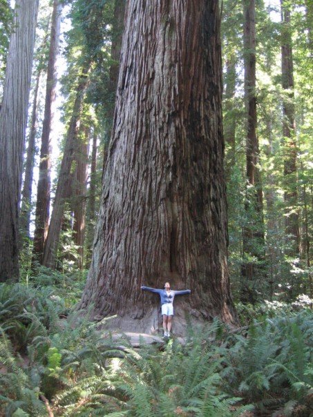 Redwood Forest, Circa 2006